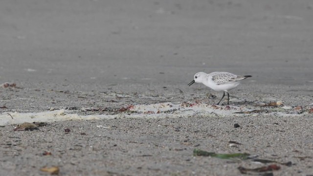 Bécasseau sanderling - ML281971441