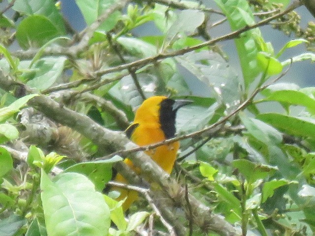Yellow-backed Oriole - ML281973531