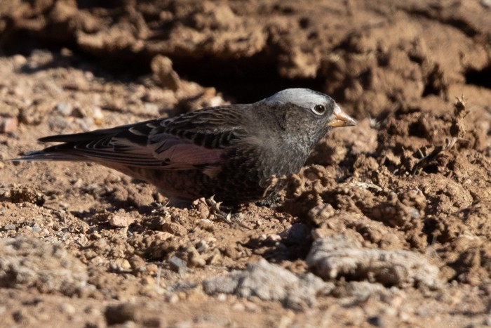 Black Rosy-Finch - ML281974481