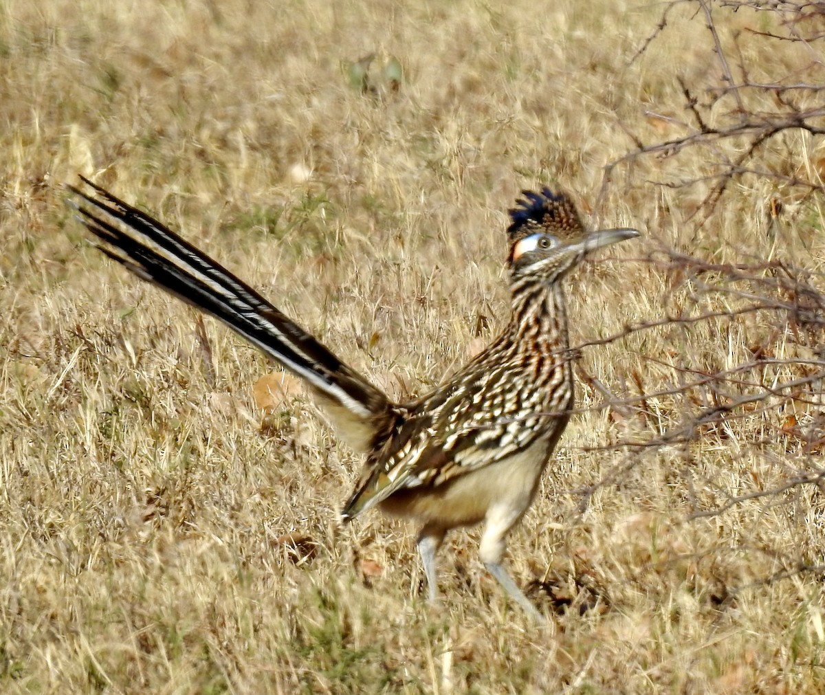 Greater Roadrunner - ML281975161