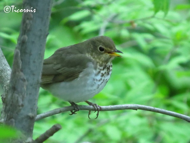 Swainson's Thrush - ML28197601