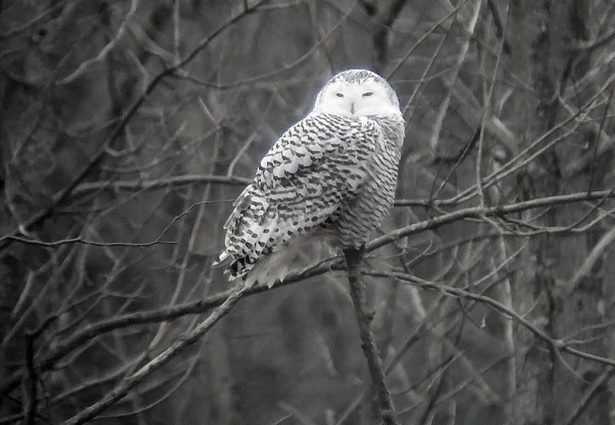Snowy Owl - ML281976011