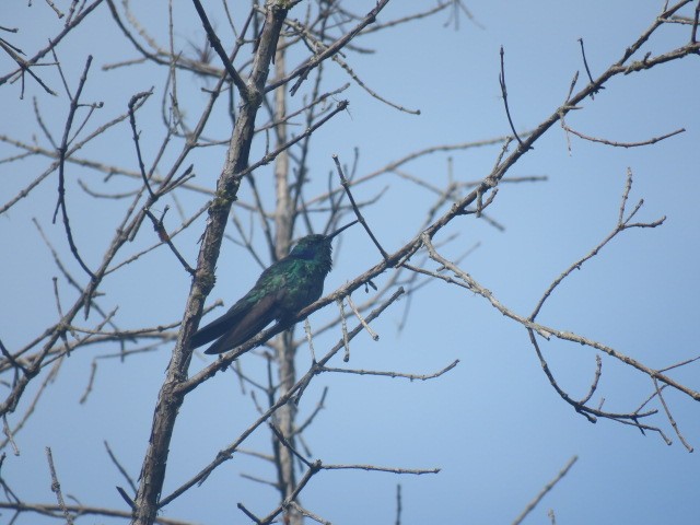 Sparkling Violetear - ML281977071