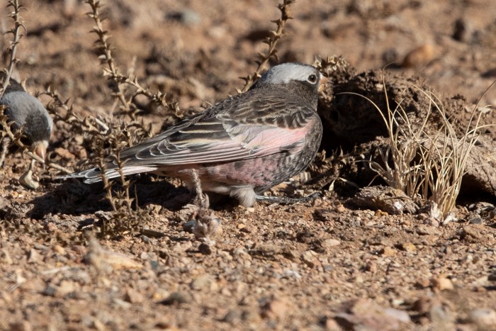 Black Rosy-Finch - ML281977181