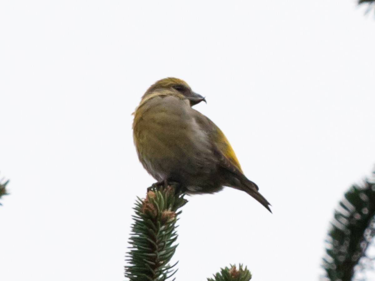 Red Crossbill (Northeastern or type 12) - ML281979671