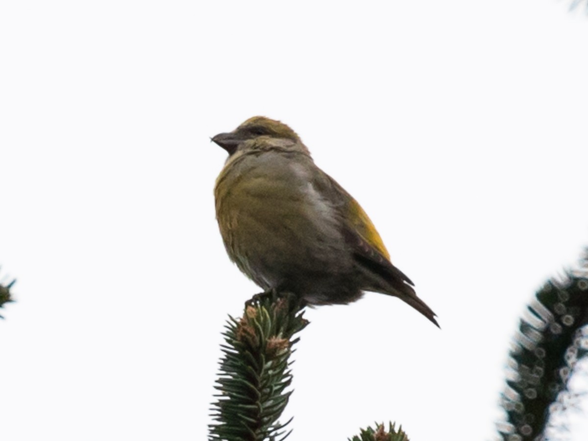 Red Crossbill (Northeastern or type 12) - R M