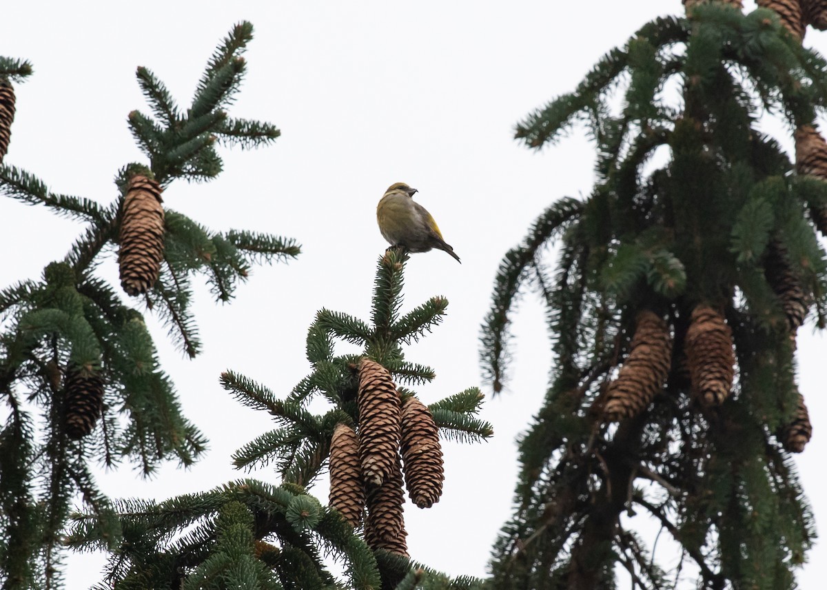 Red Crossbill (Northeastern or type 12) - ML281979721