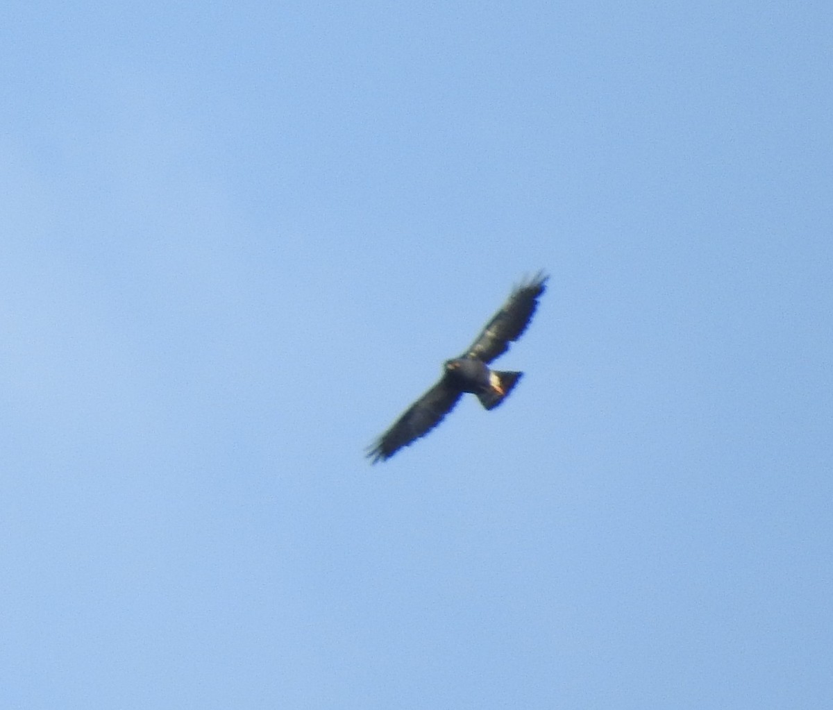 Zone-tailed Hawk - ML281979781