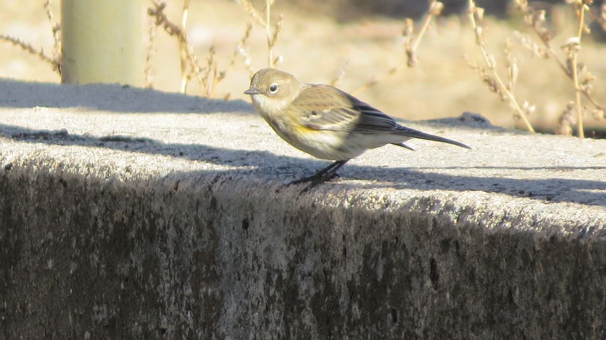 Yellow-rumped Warbler - ML281981051