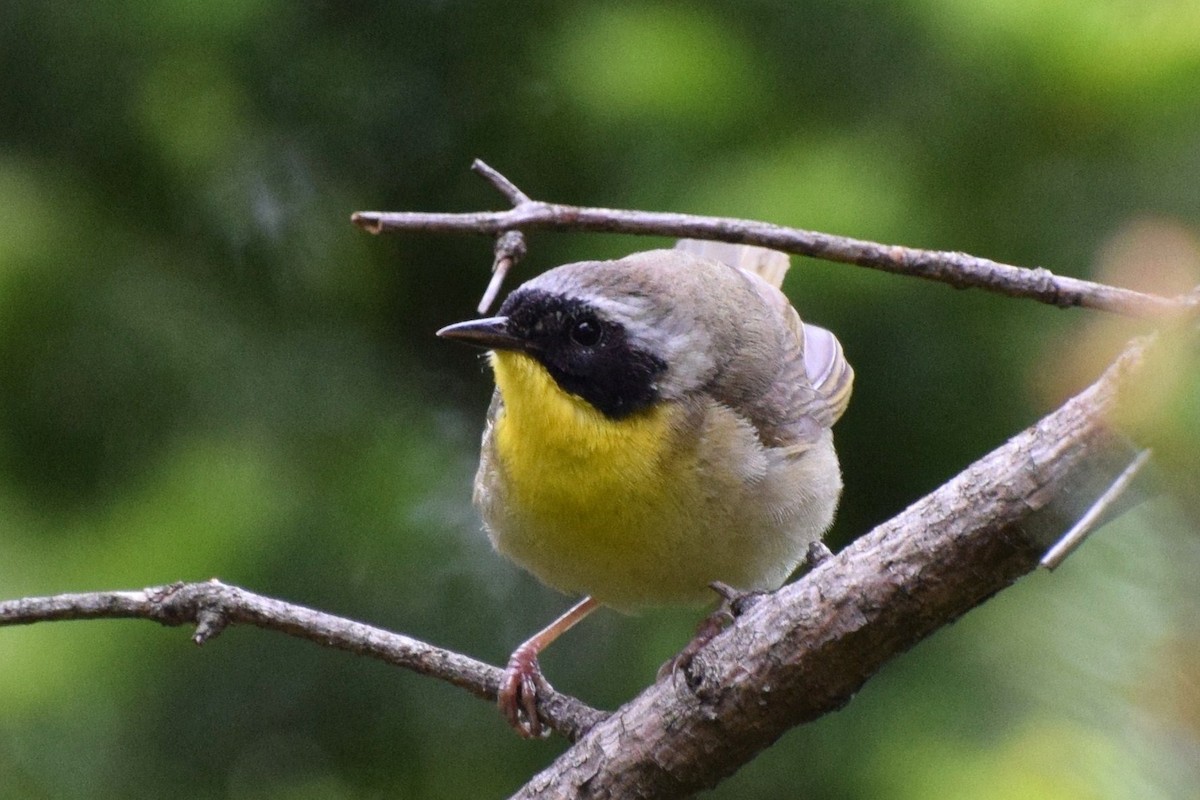 Common Yellowthroat - ML28198211