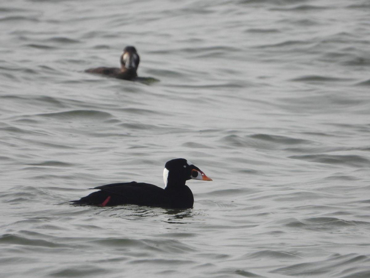 Surf Scoter - ML281982851
