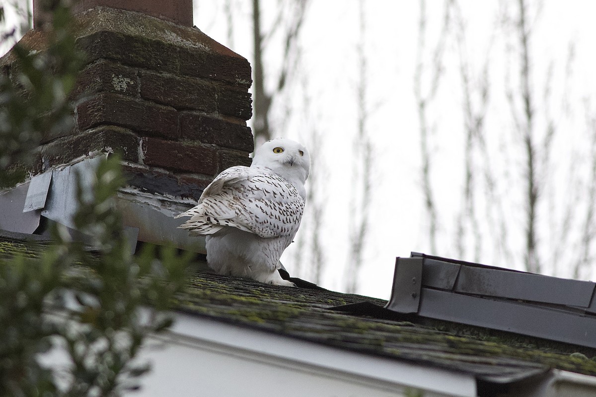 Snowy Owl - Kurtis Messingale