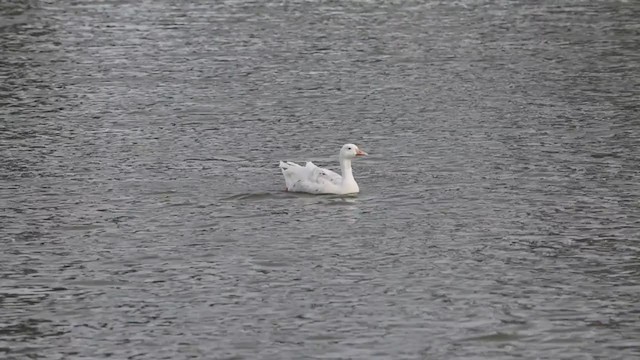 tamgås (domestisert Anser sp.) x kanadagås (hybrid) - ML281985211