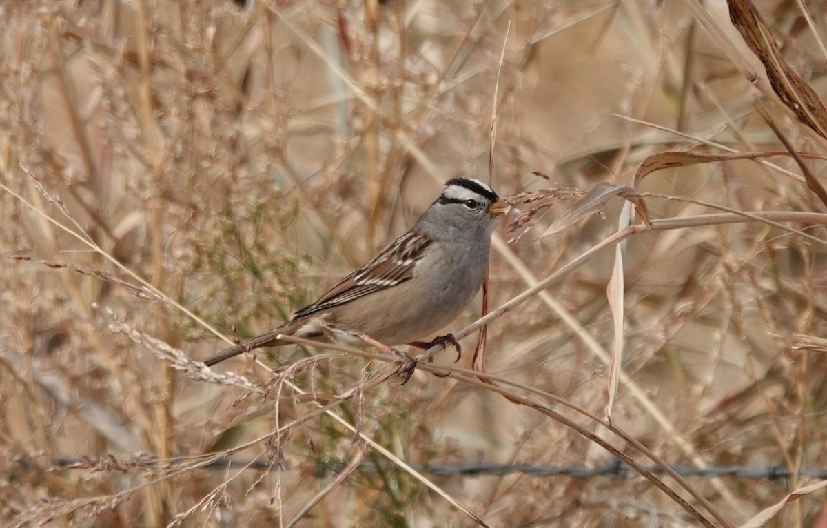 White-crowned Sparrow - ML281985281