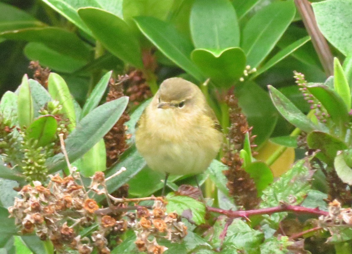 Common Chiffchaff - ML281986051