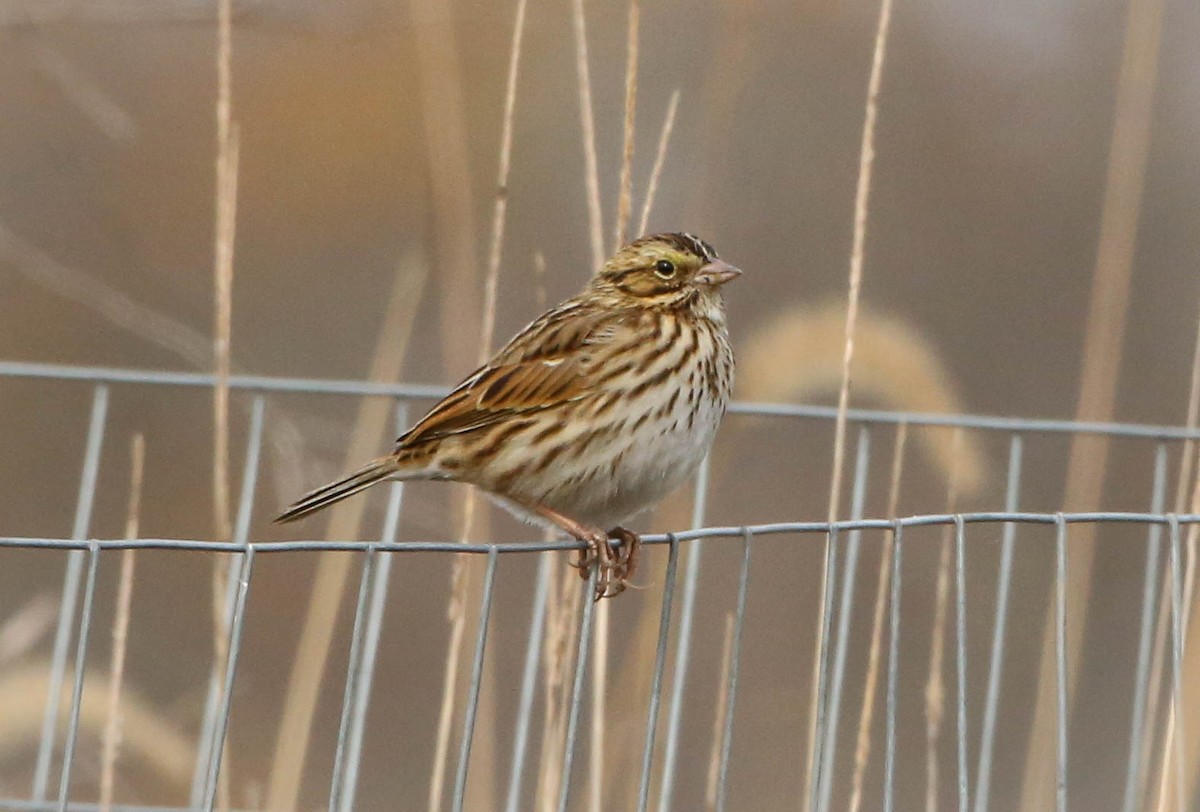 Savannah Sparrow - Phil Kenny