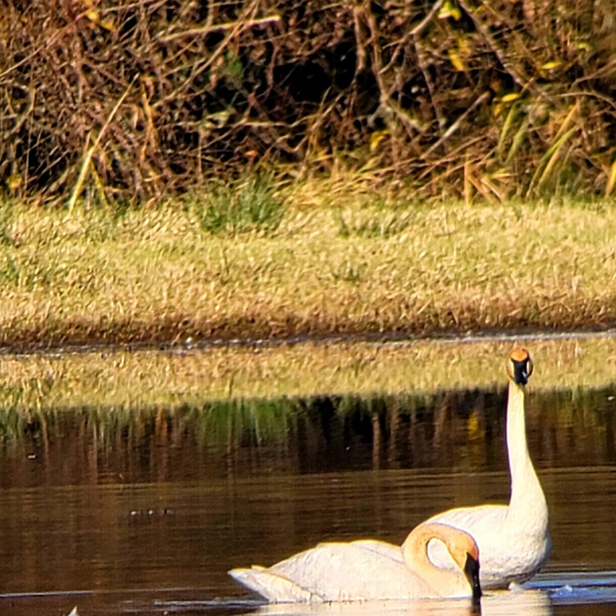 Trumpeter Swan - Michael Dobbs