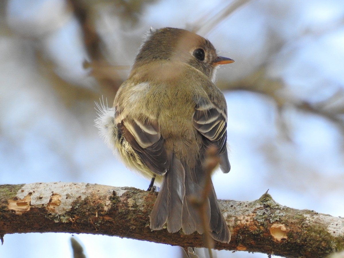 Hammond's Flycatcher - ML281987251