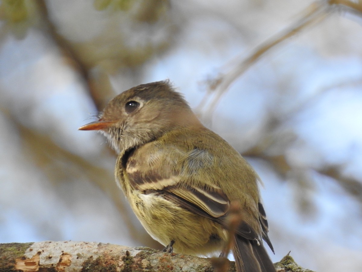 Hammond's Flycatcher - ML281987381