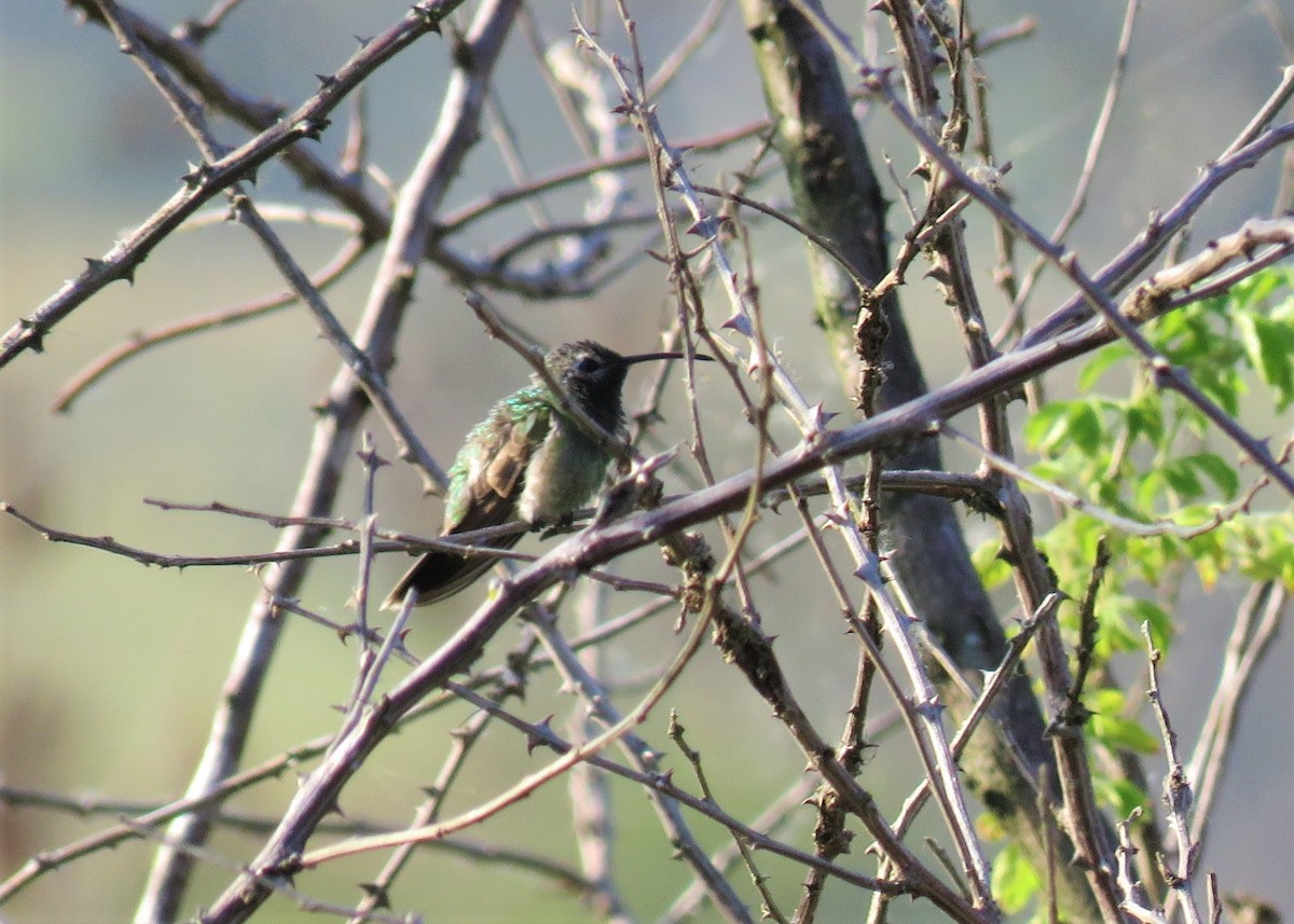 White-tailed Goldenthroat - ML281987731