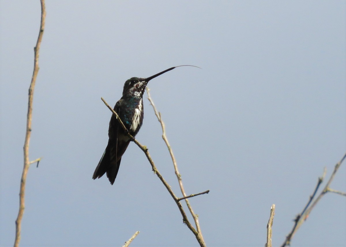 Stripe-breasted Starthroat - ML281987781