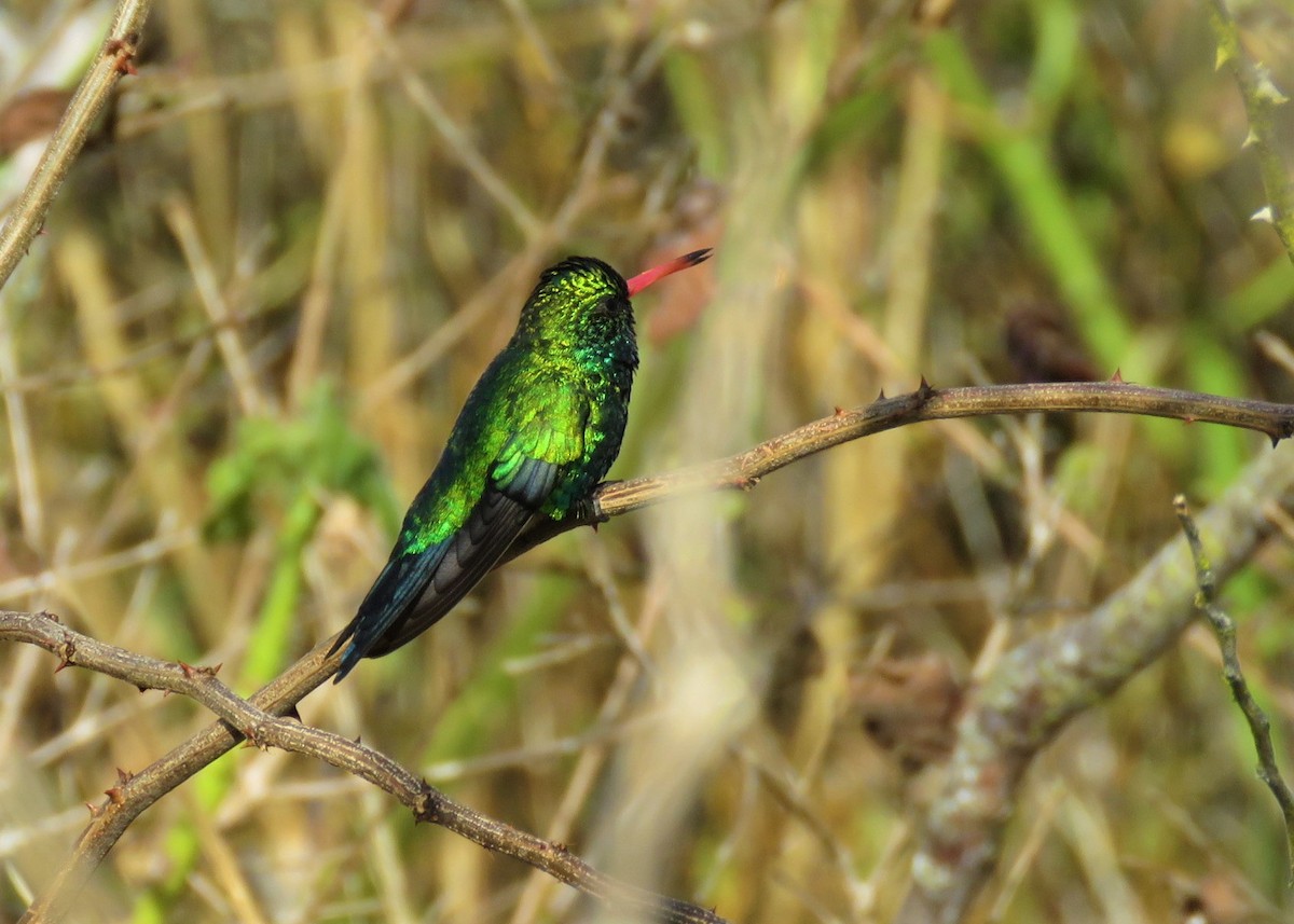 Glittering-bellied Emerald - ML281987951