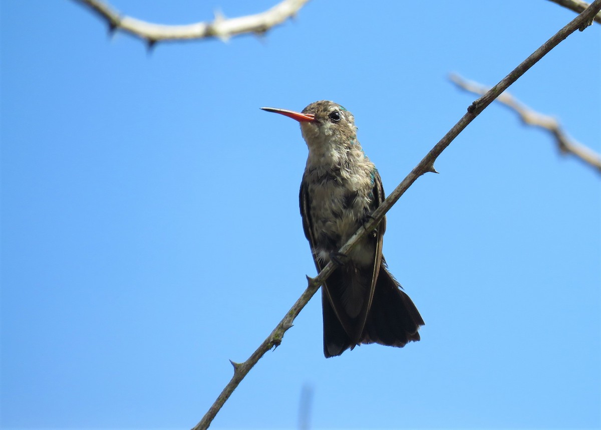 kolibřík lesklobřichý - ML281987971