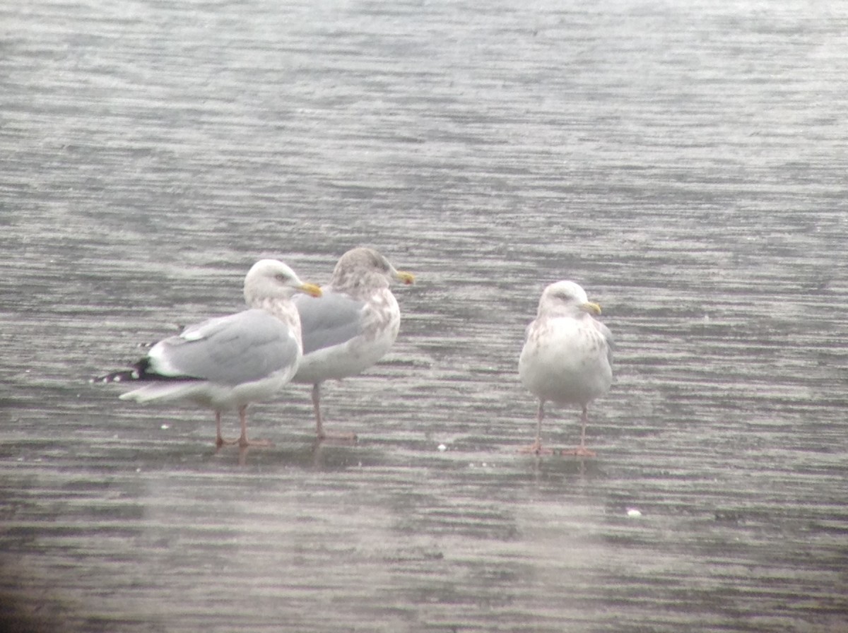 Herring Gull - ML281990691