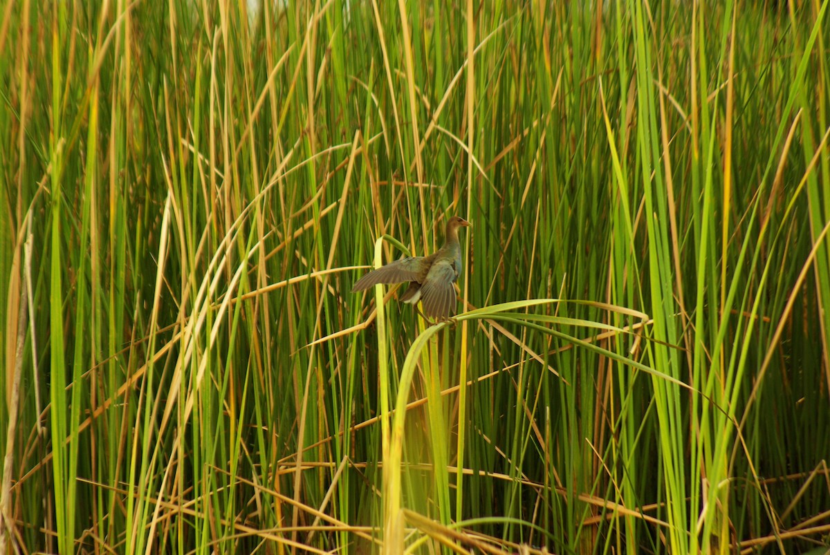 Purple Gallinule - Daphne Asbell