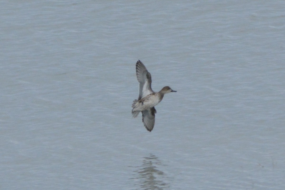 Green-winged Teal - ML281992741
