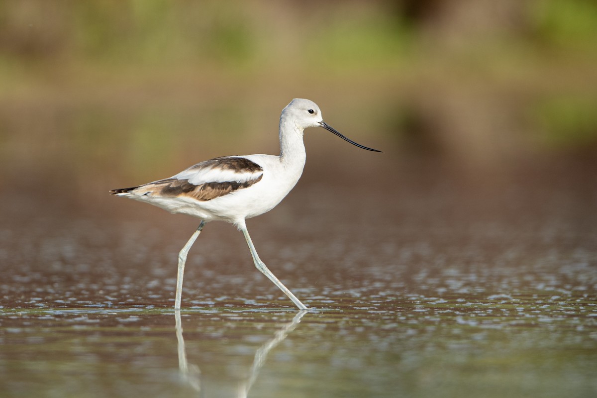 American Avocet - Neil Rucker