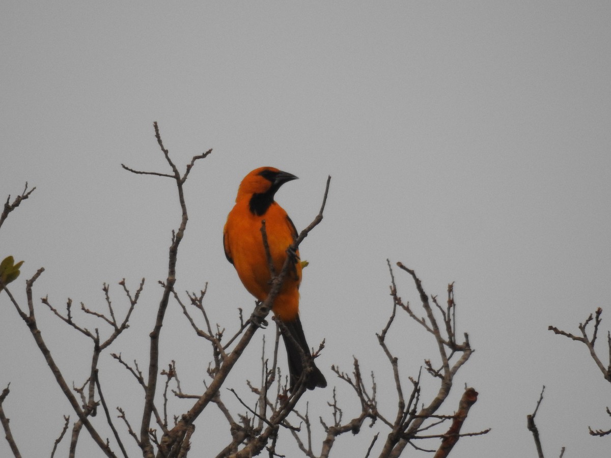 Altamira Oriole - ML28199341