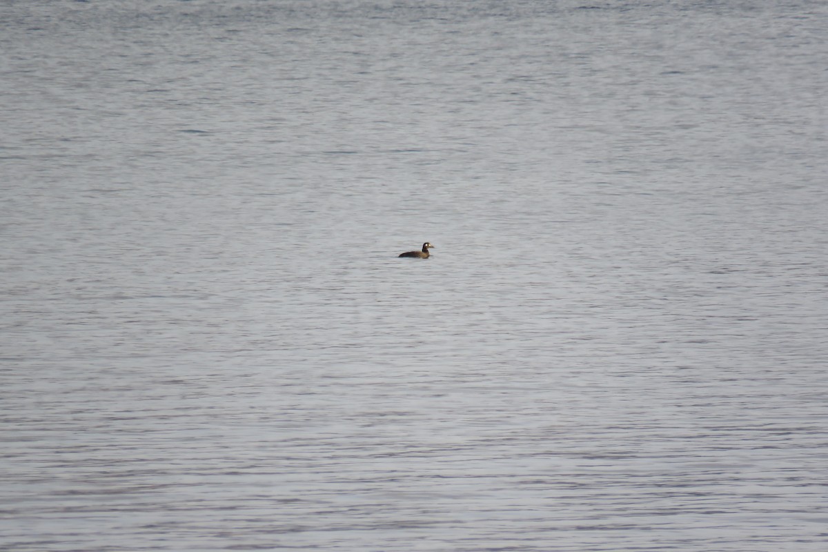 White-winged Scoter - ML281994371