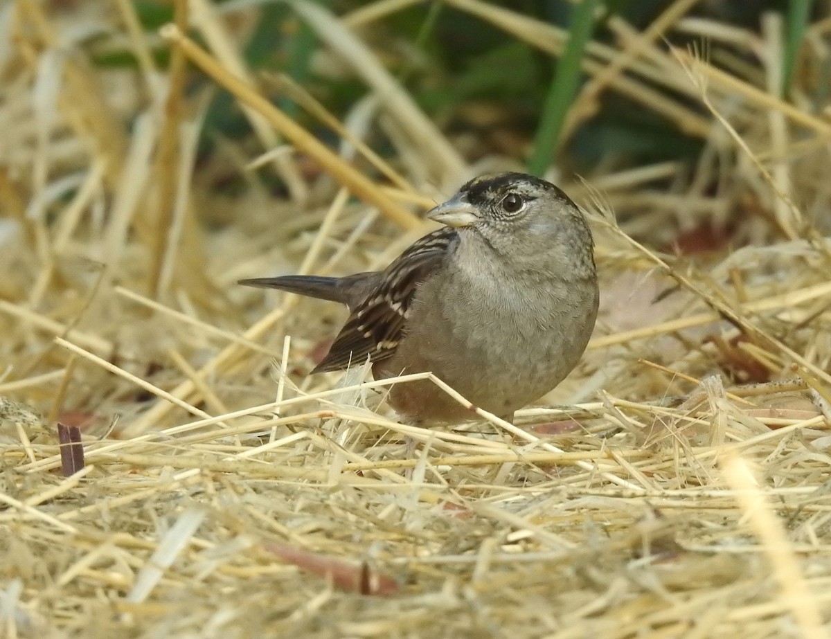 Golden-crowned Sparrow - ML281995361