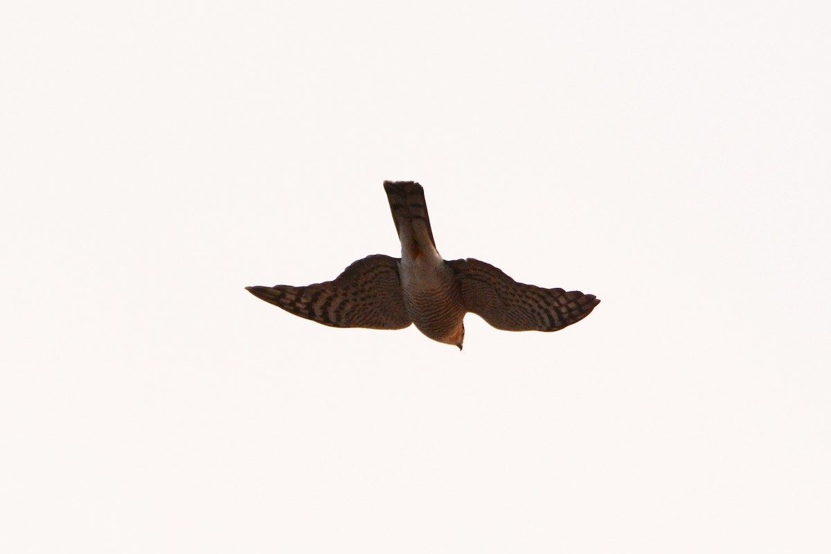 Eurasian Sparrowhawk - ML281995811