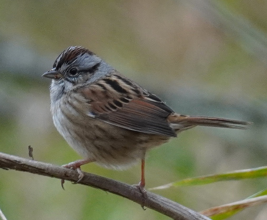 Swamp Sparrow - ML281996361