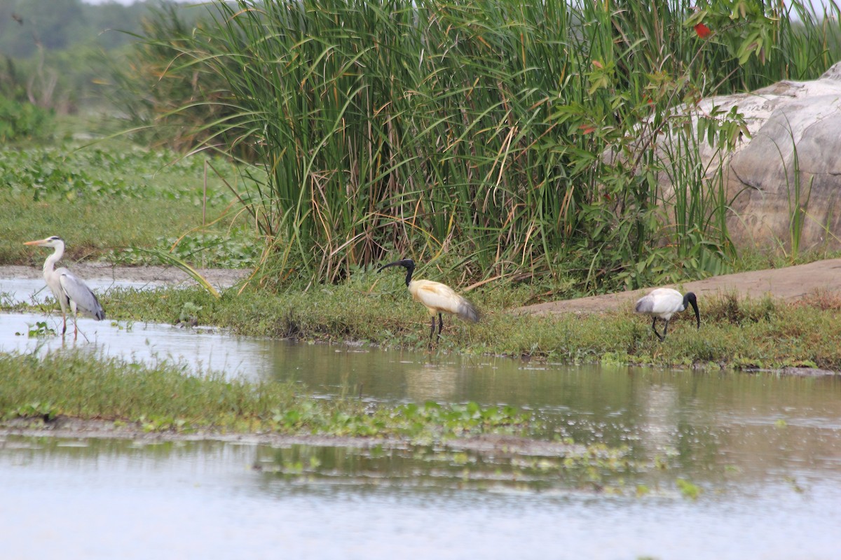 Black-headed Ibis - ML281996511