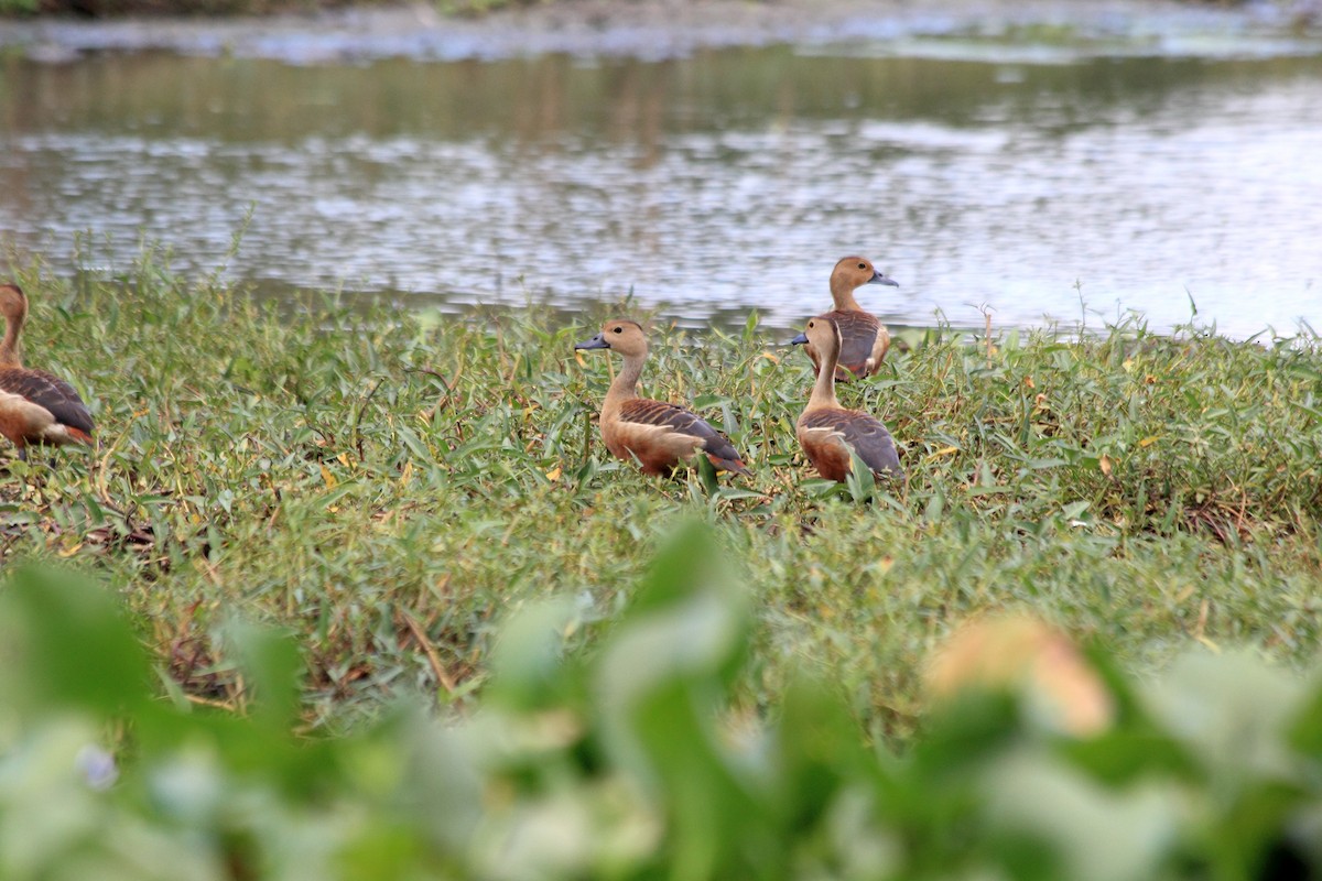 Lesser Whistling-Duck - ML281996901