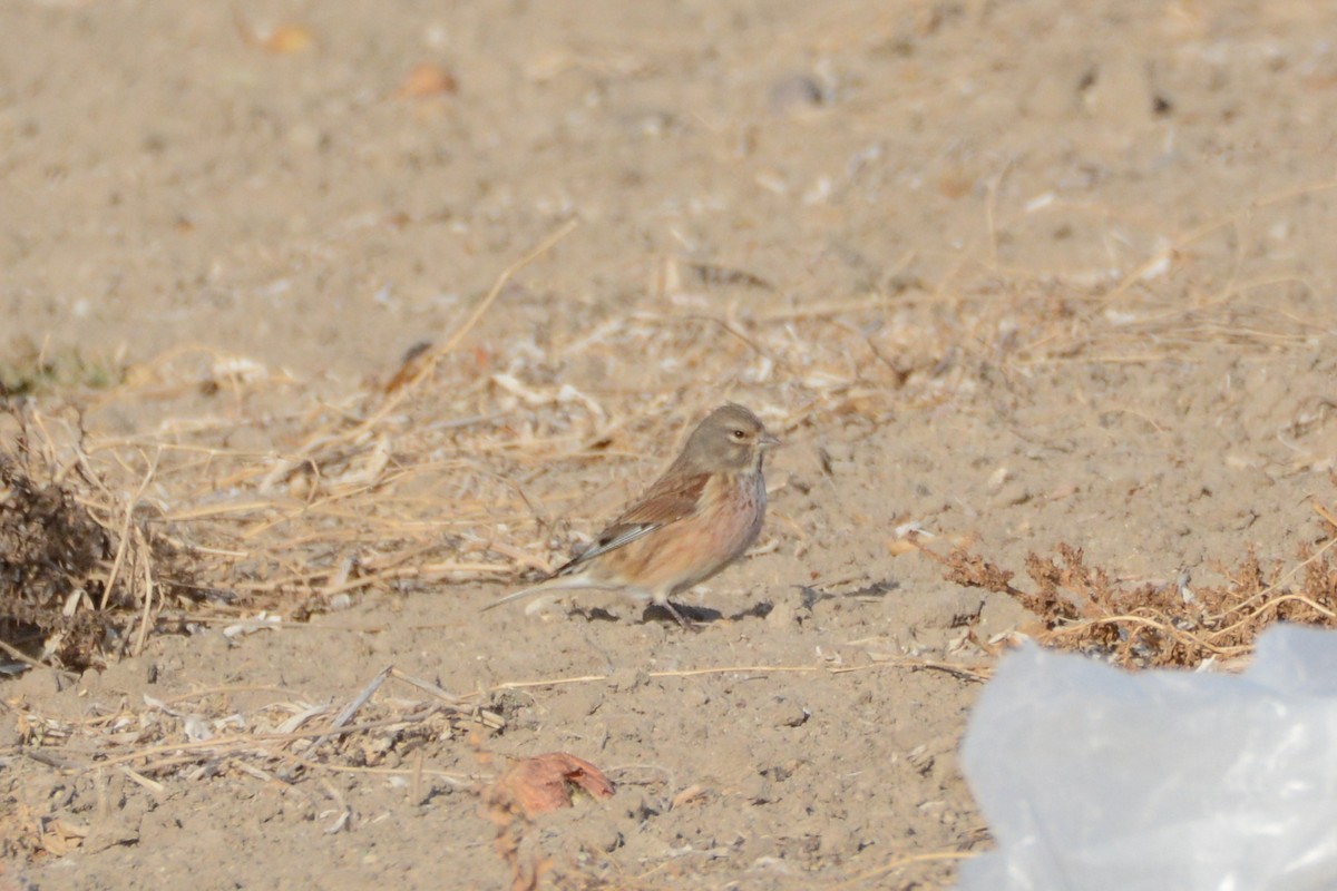 Eurasian Linnet - ML281996961