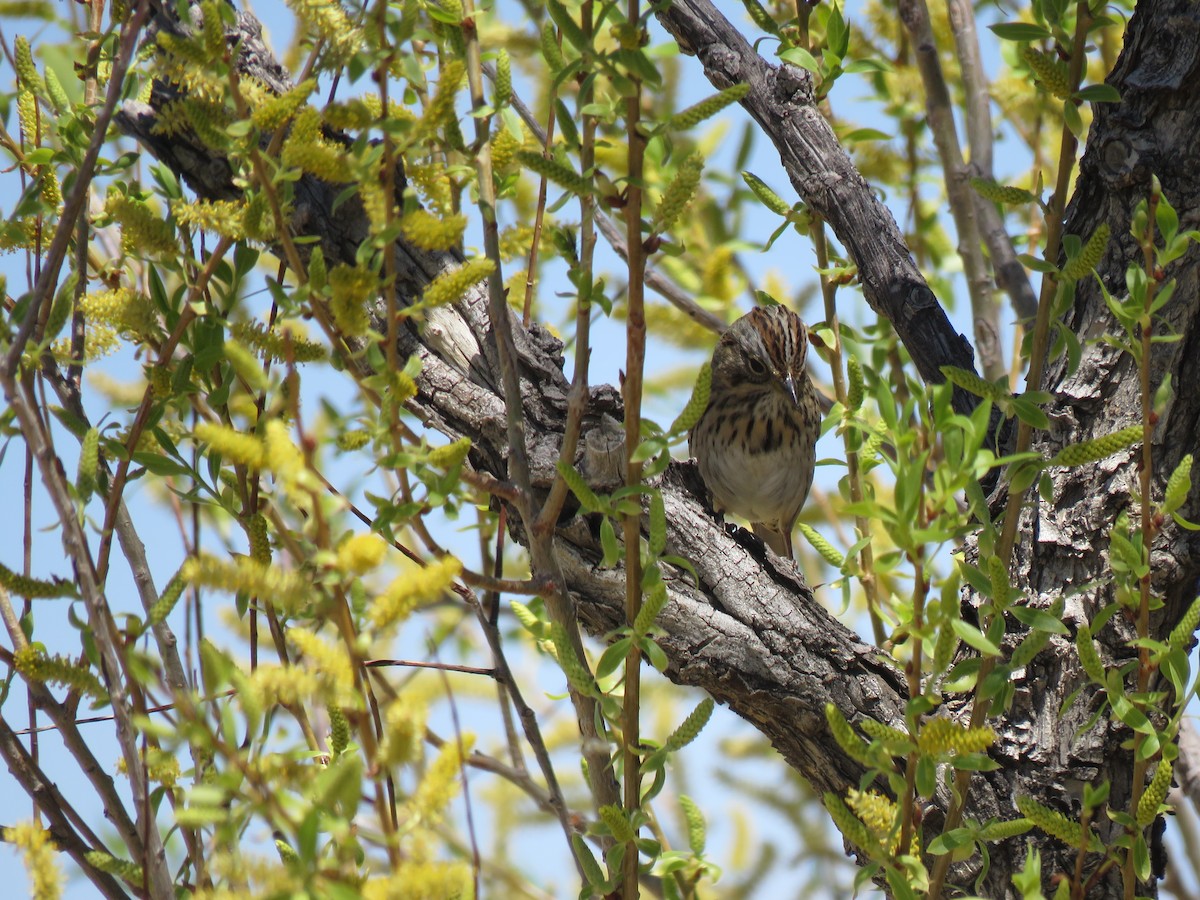 Lincoln's Sparrow - ML28199941