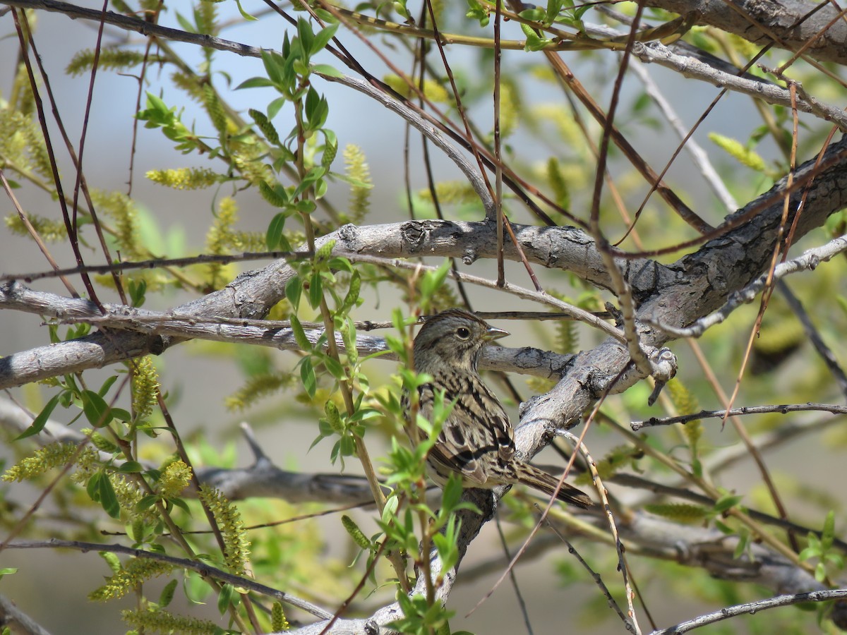 Lincoln's Sparrow - ML28199951