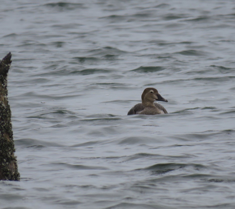 King Eider - ML282000321