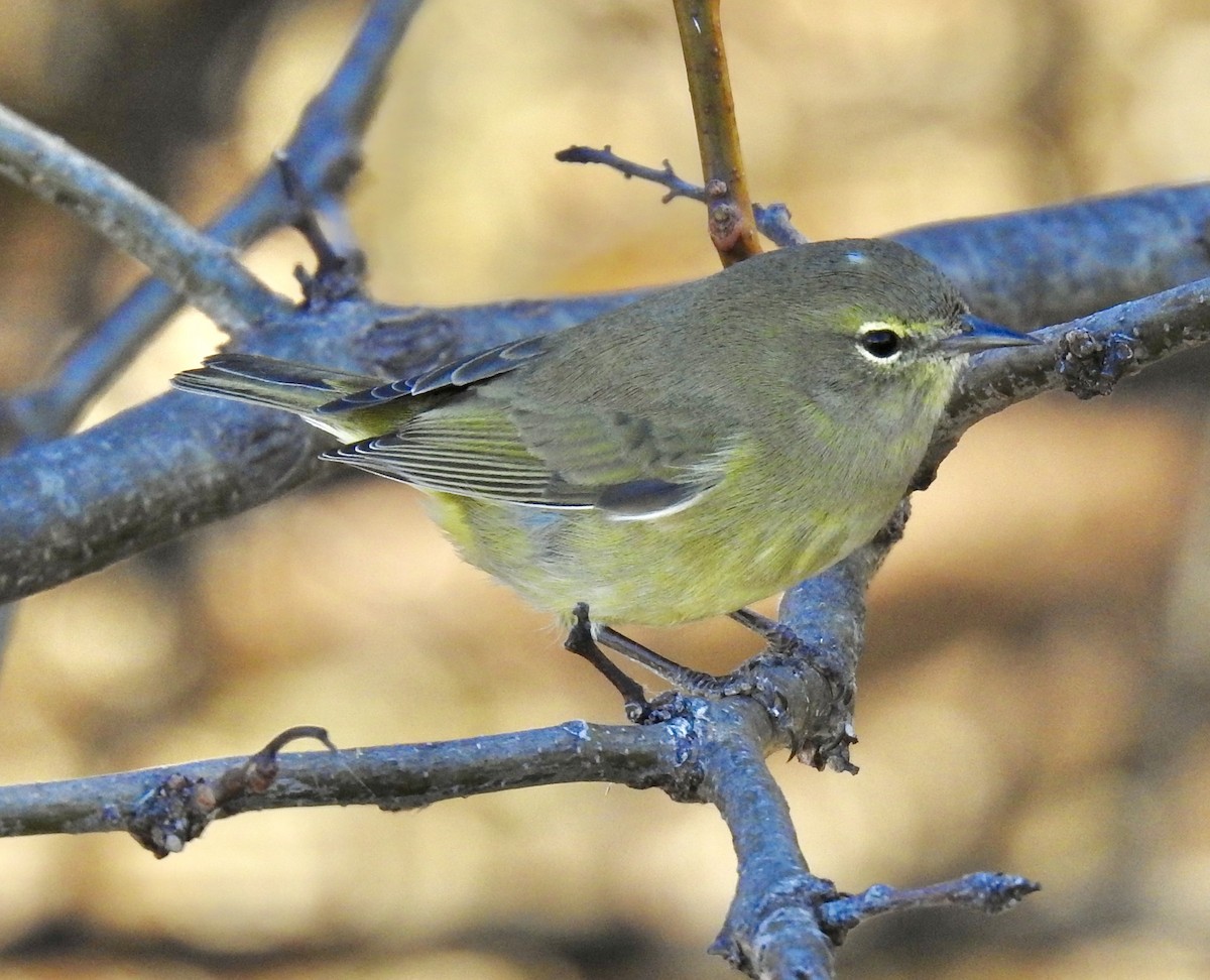 Orange-crowned Warbler - Van Remsen