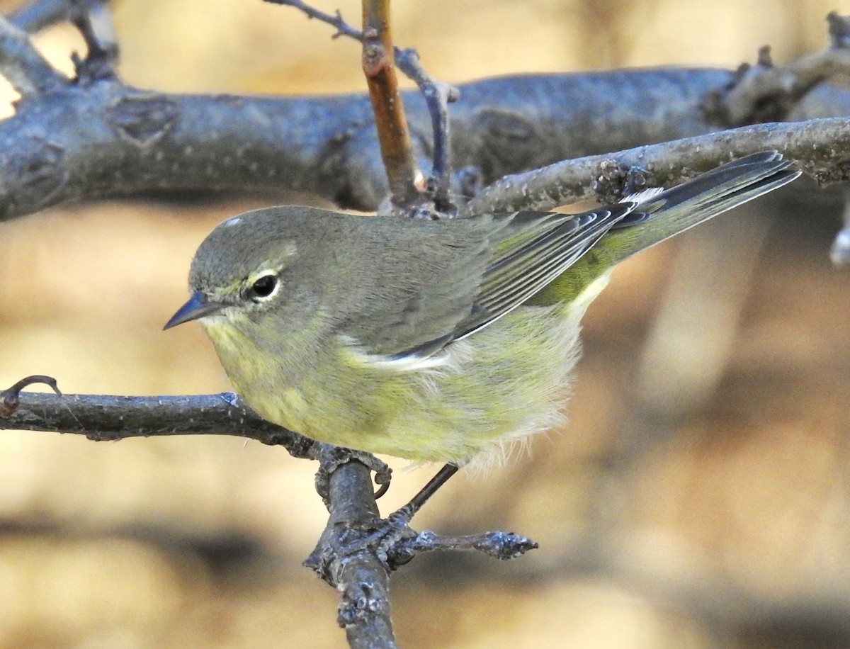 Orange-crowned Warbler - Van Remsen