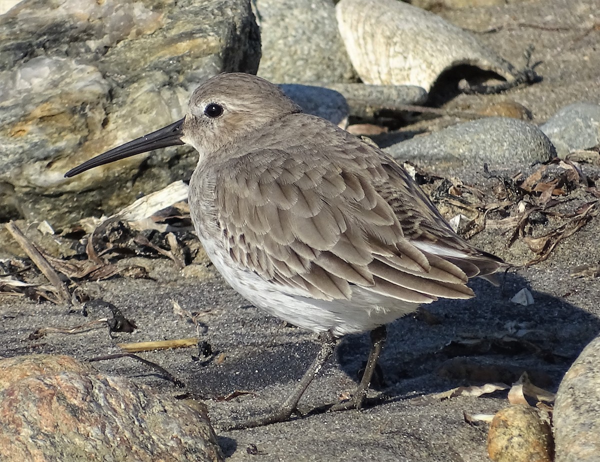 Dunlin - Jim Sweeney