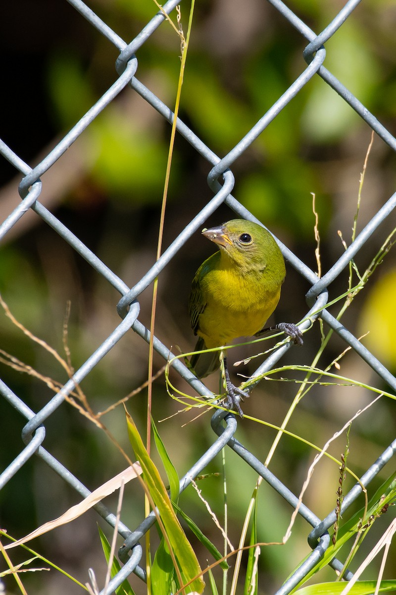 Painted Bunting - ML282001611