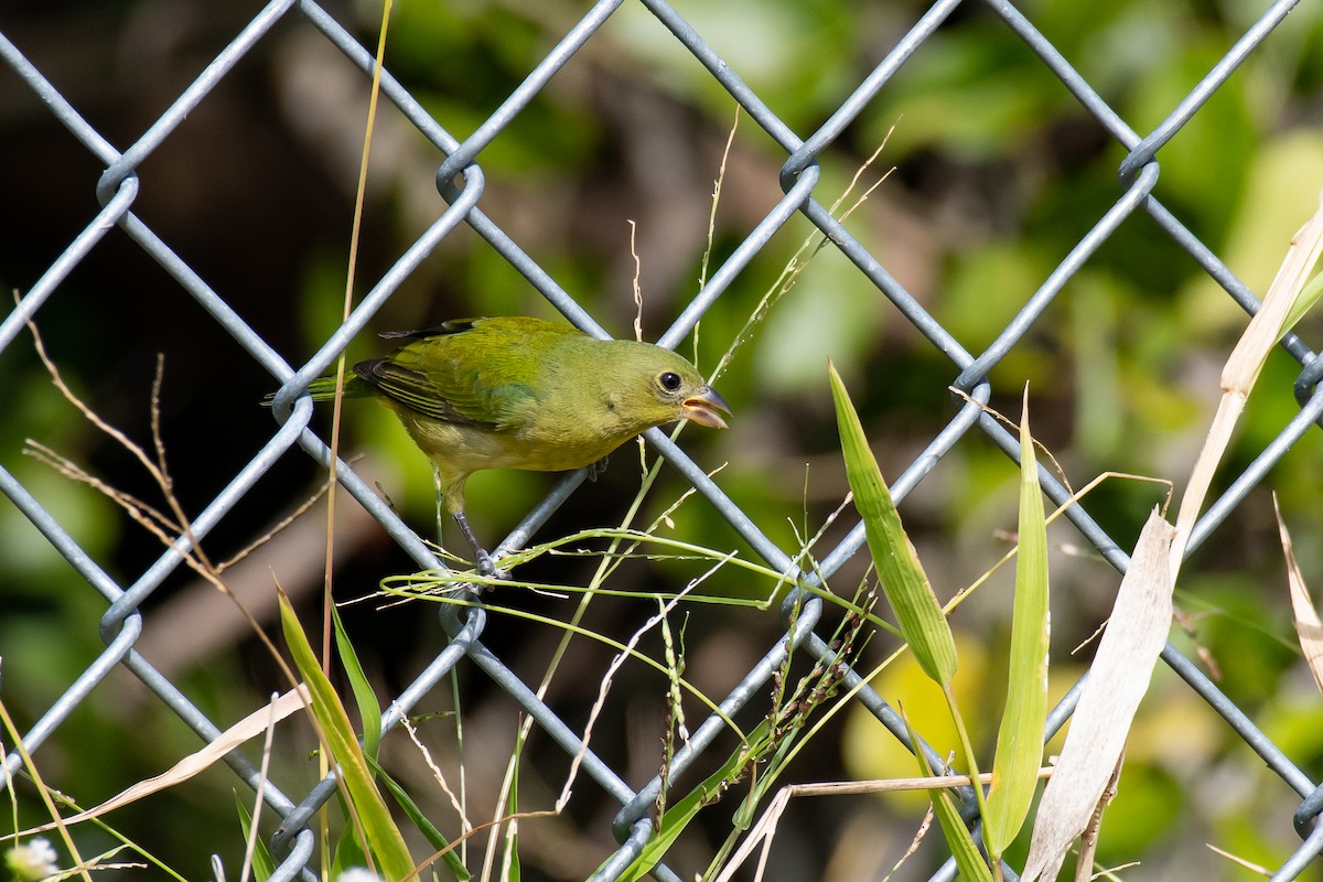 Painted Bunting - James Brookman