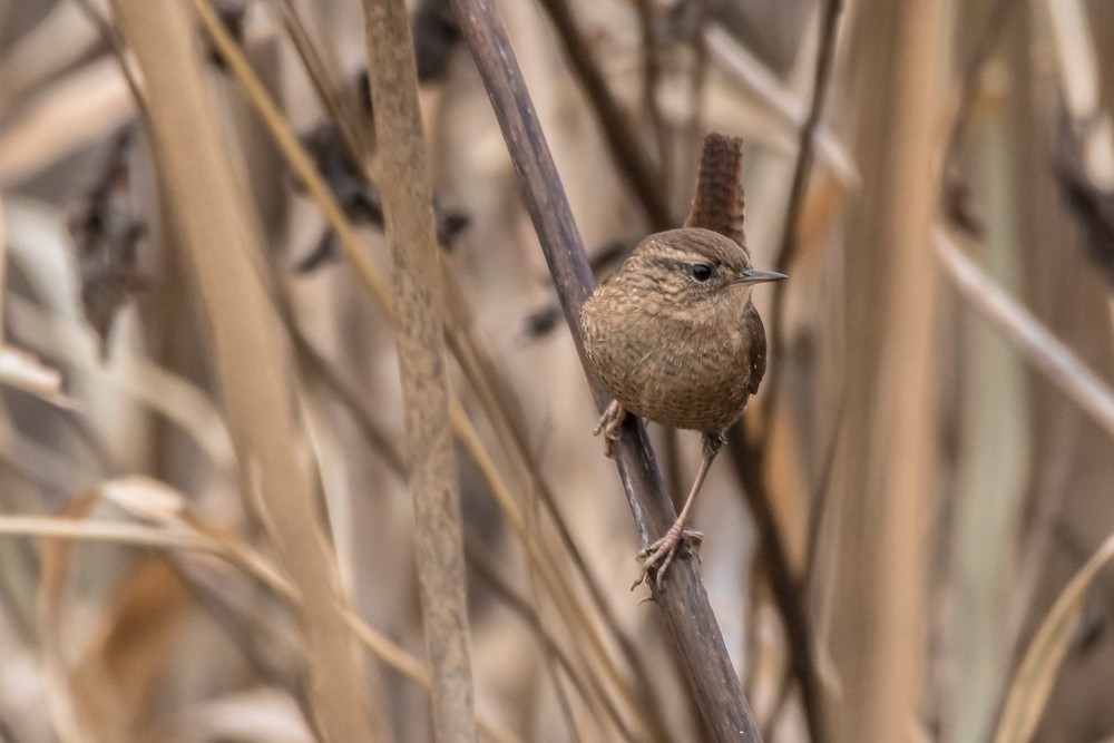 Winter Wren - ML282001851