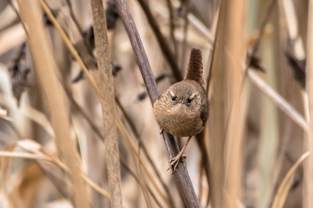 Winter Wren - ML282001921