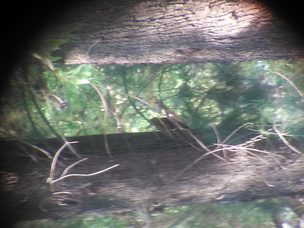 Great Rufous Woodcreeper - ML282002791